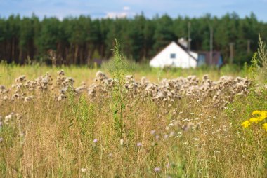 Wild fluffy plants on a background of field and forest