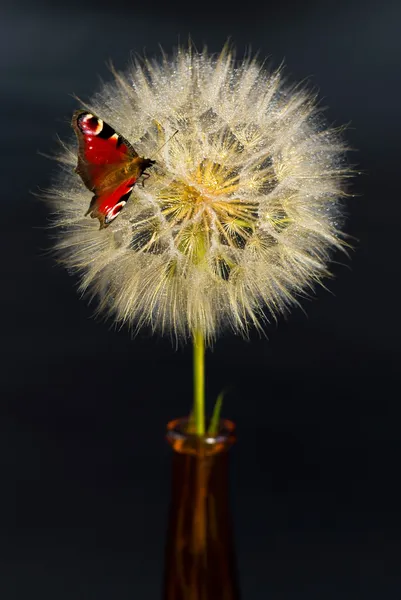 Beautiful dandelion with red butterfly on the black background — Stock Photo, Image