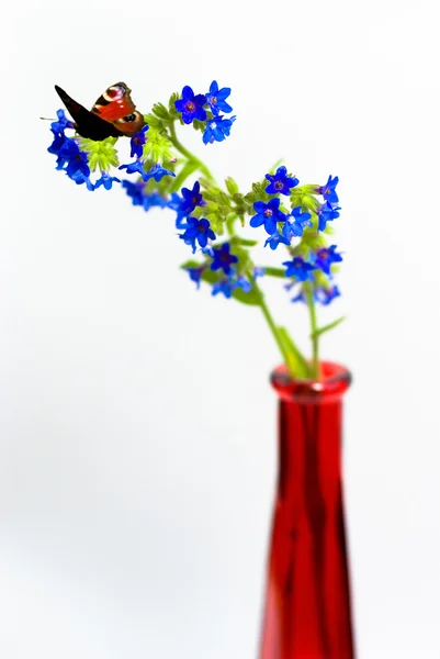 Modré květy s červenými butterfly v červená váza na bílém pozadí — Stock fotografie