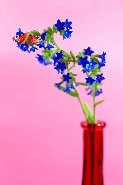 蓝色与红色花瓶放在粉红色的背景上的红色蝴蝶野花 — 图库照片