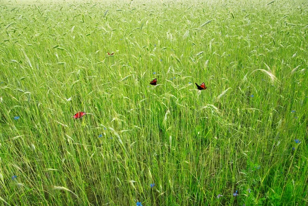 Grain field with butterflies — Stock Photo, Image