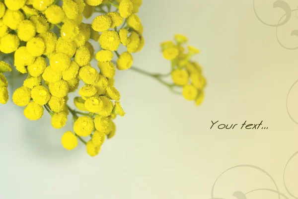 stock image Tansy, isolated on a pastel background. Tanacetum.