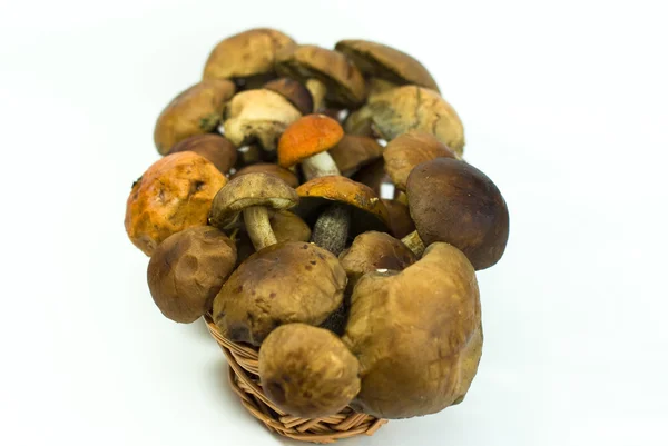 Čerstvé houby na bílém pozadí — Stock fotografie