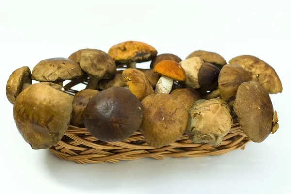Fresh mushrooms on the white background — Stock Photo, Image