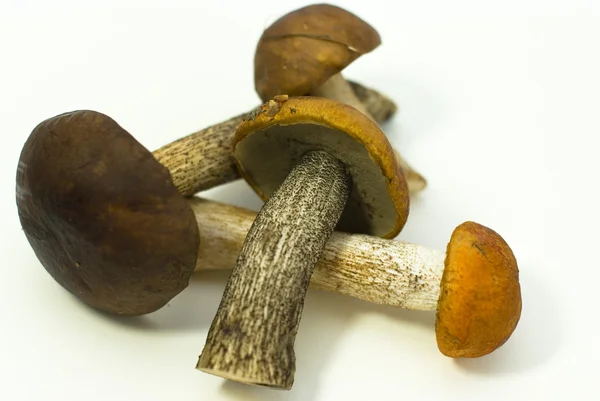 Čerstvé houby na bílém pozadí — Stock fotografie