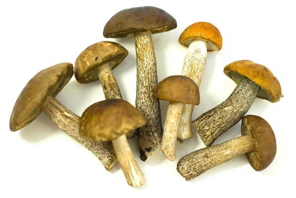 Свежие грибы на белом фоне — стоковое фото