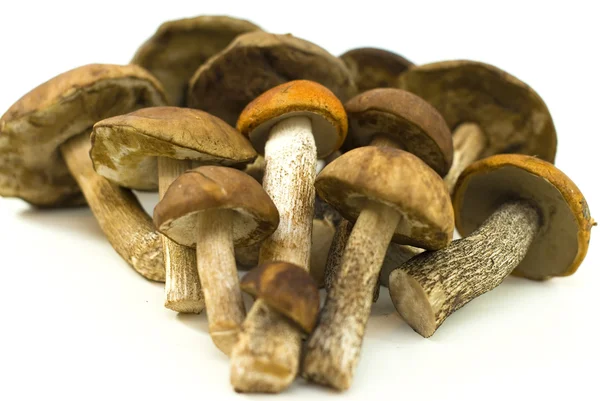 Свіжі гриби на білому тлі — стокове фото