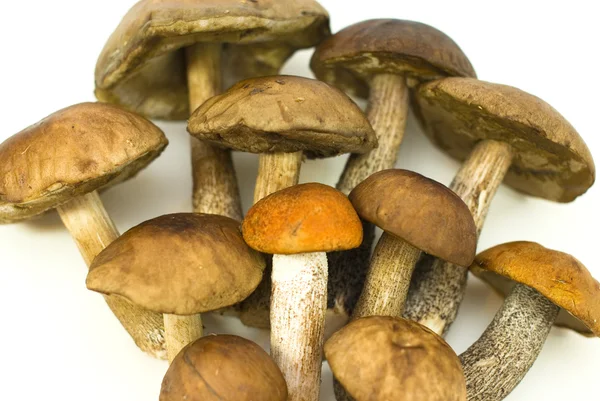 Cogumelos frescos no fundo branco — Fotografia de Stock