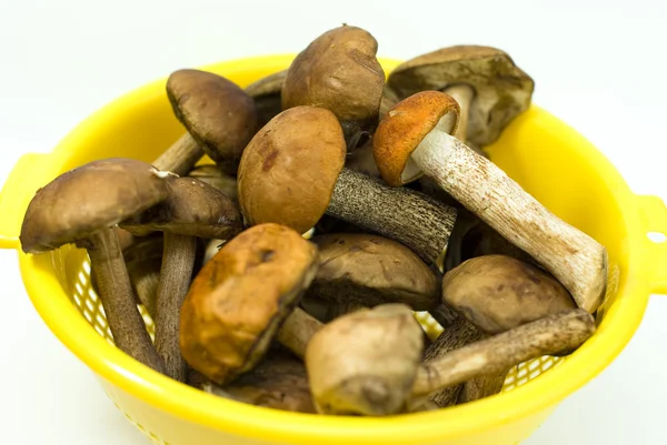 Fresh mushrooms in a yellow bowl — Stock Photo, Image