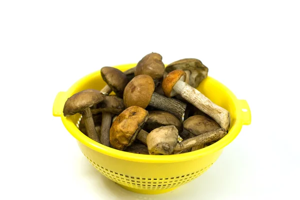 Свежие грибы в желтой миске — стоковое фото