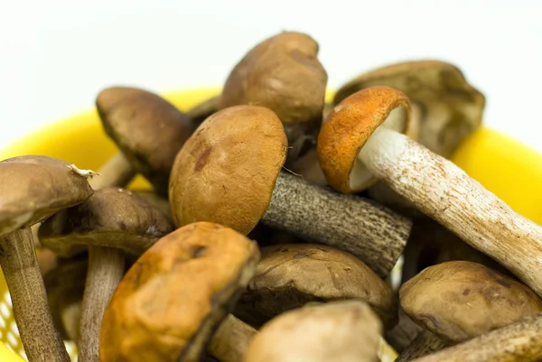 Fresh mushrooms in a yellow bowl — Stock Photo, Image