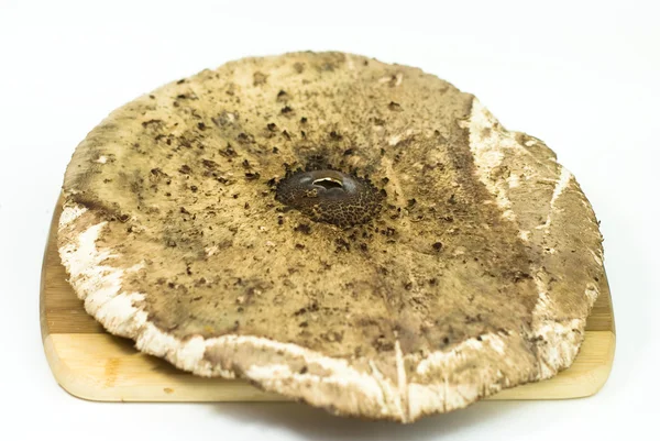 Macrolepiota procera grande cogumelo no fundo branco, tiro de estúdio . — Fotografia de Stock