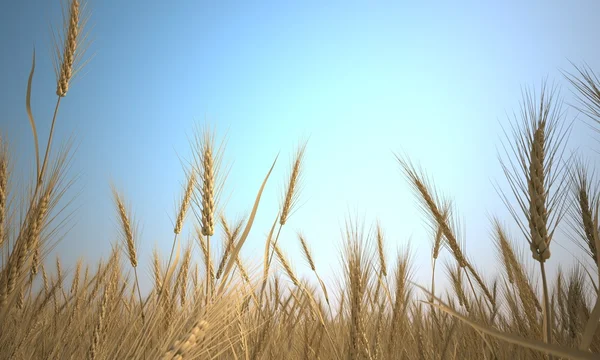 Stängel aus trockenem Weizen aus nächster Nähe — Stockfoto