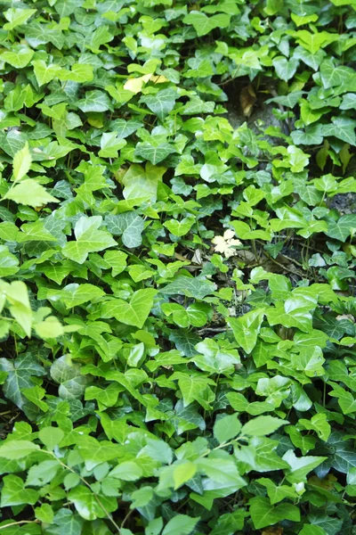 Stock image Ivy carpet texture.