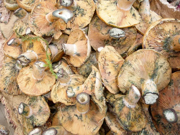 stock image Mushrooms.