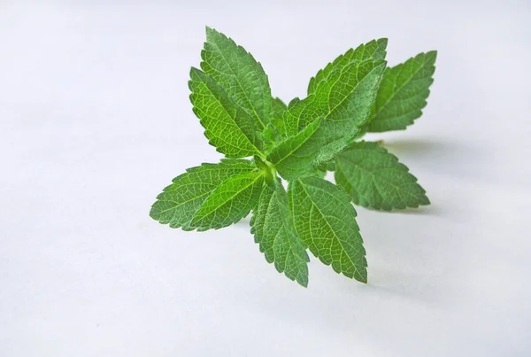 stock image Spice leaf.