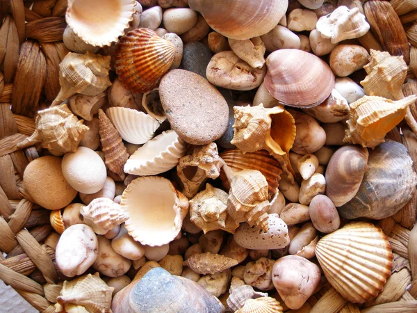 stock image Shells.