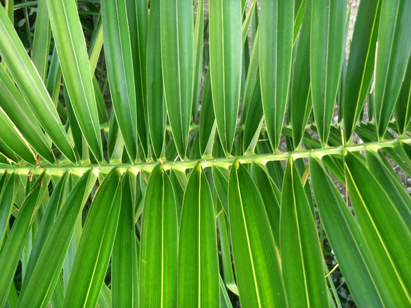 Абстракция пальмового листа . — стоковое фото