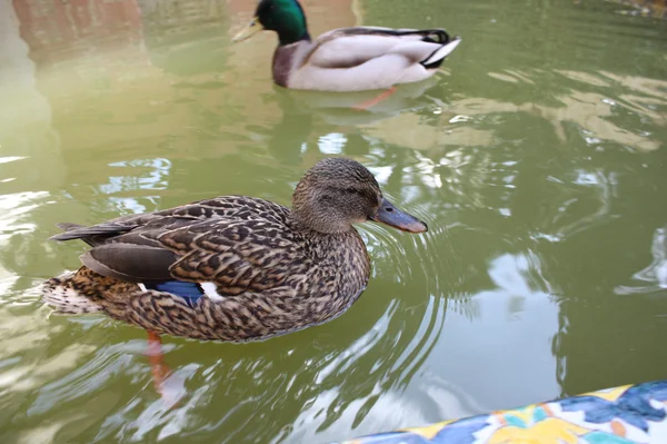 stock image Couple of duck.