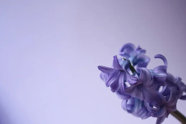 Mor çiçek. — Stok fotoğraf