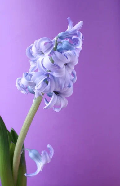 Floare violet . — Fotografie, imagine de stoc