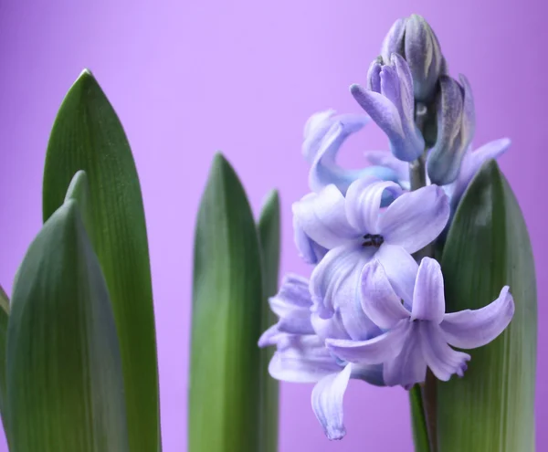 Violet flower. — Stock Photo, Image