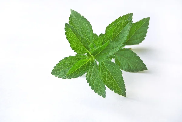 stock image Spice leaf.