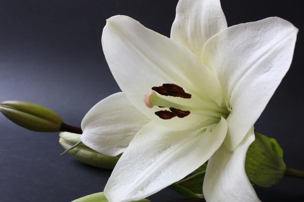 White lily Royalty Free Stock Images