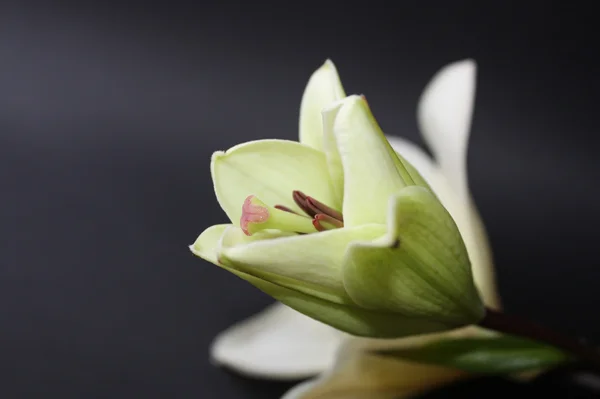 White lily Stock Photo