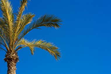 palmiye ağacı.