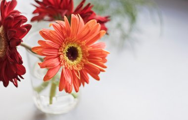 Gerbera.