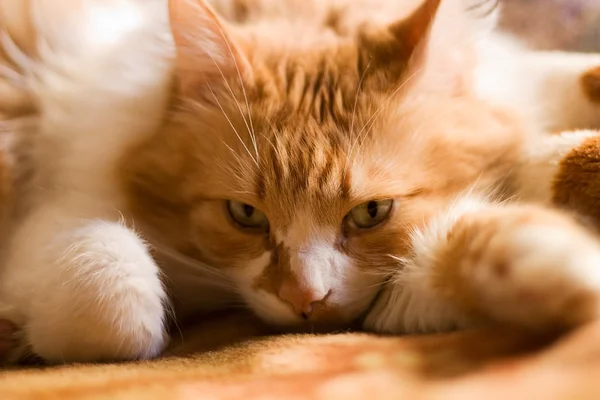 stock image Cat red.