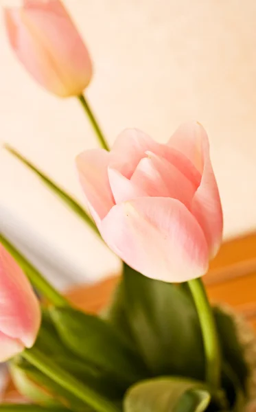 Tulipan. — Zdjęcie stockowe