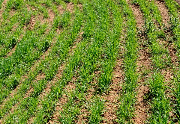 stock image Crop growing in field.