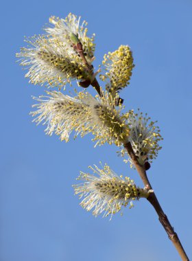 Blossoming spring willow twig with buds