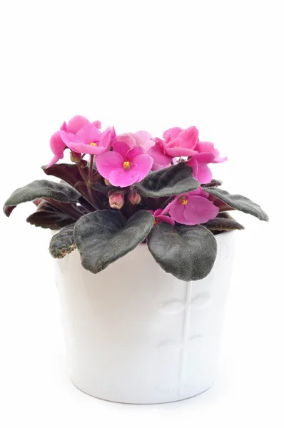 Rosa Saintpaulia Africana Violeta — Foto de Stock