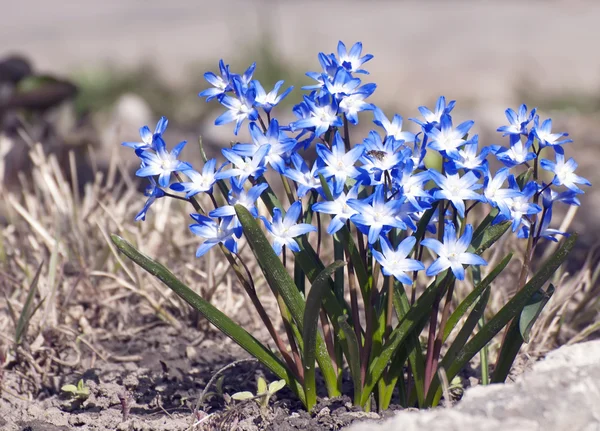 Kora tavasszal kék virágok. Chionodoxa Stock Kép