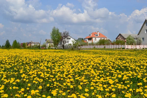 Huge field of blossoming dandelions. — Stock Photo, Image