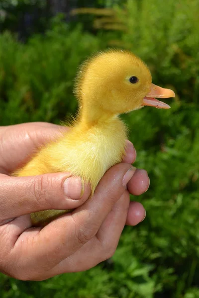 Week duckling. — Stock Photo, Image