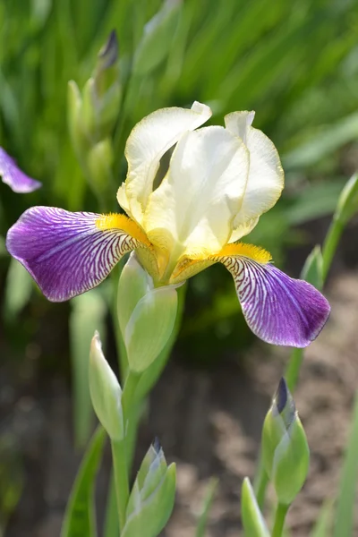 Virágzó iris. — Stock Fotó