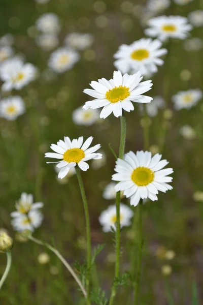 Blossoming camomiles. — Stock Photo, Image