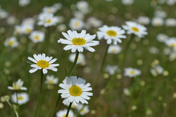 Blossoming camomiles. — Stock Photo, Image