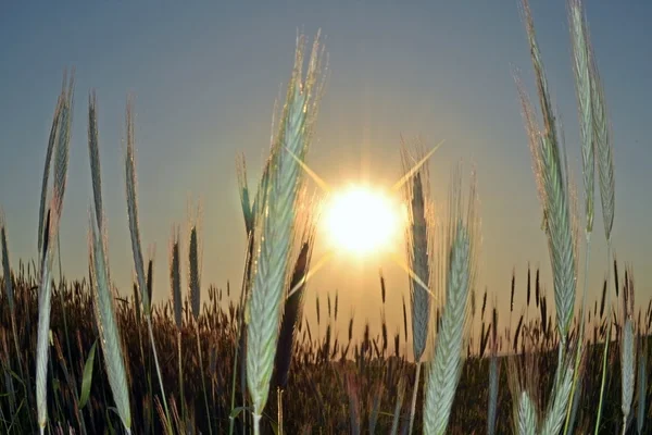 Las orejas del trigo joven al amanecer de la tarde . — Foto de Stock