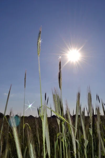 Orelhas de trigo jovem em uma alvorada da tarde . — Fotografia de Stock