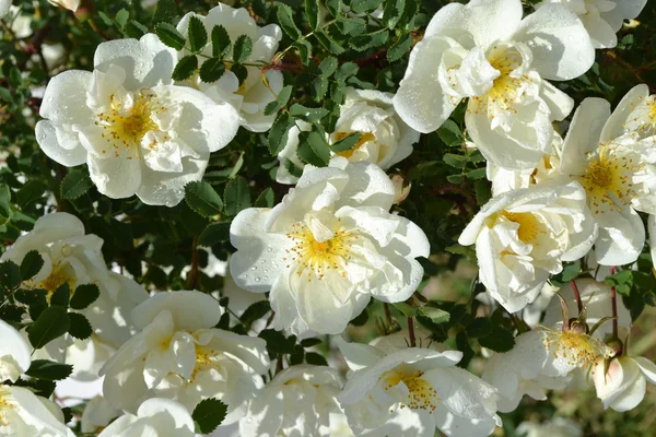 stock image Bush of a wild rose.