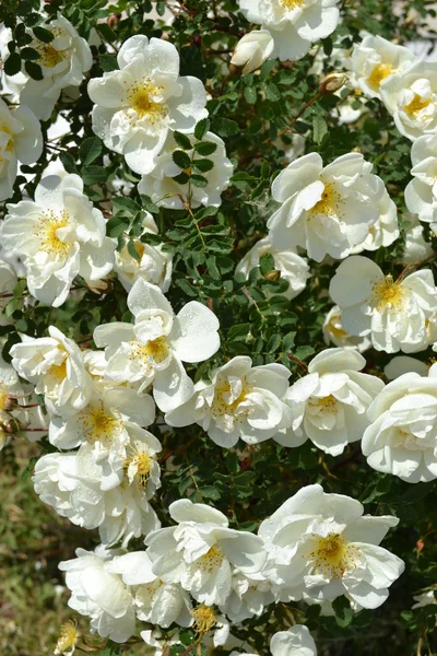 stock image Bush of a wild rose.