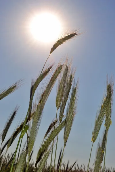 Пшеничные уши в вечернем свете . — стоковое фото