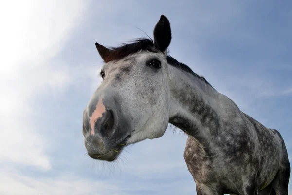 Ojämn häst. — Stockfoto