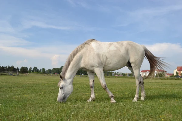 Bílý kůň. — Stock fotografie