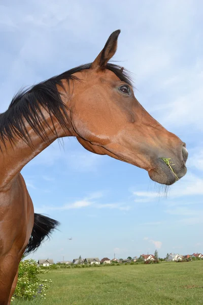 Cavalo em um prado. — Fotografia de Stock